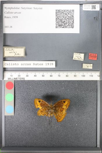 Media type: image;   Entomology 102772